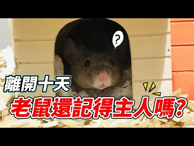 【維鼠日記】離開十天後,實測老鼠還記得主人嗎?【維特】